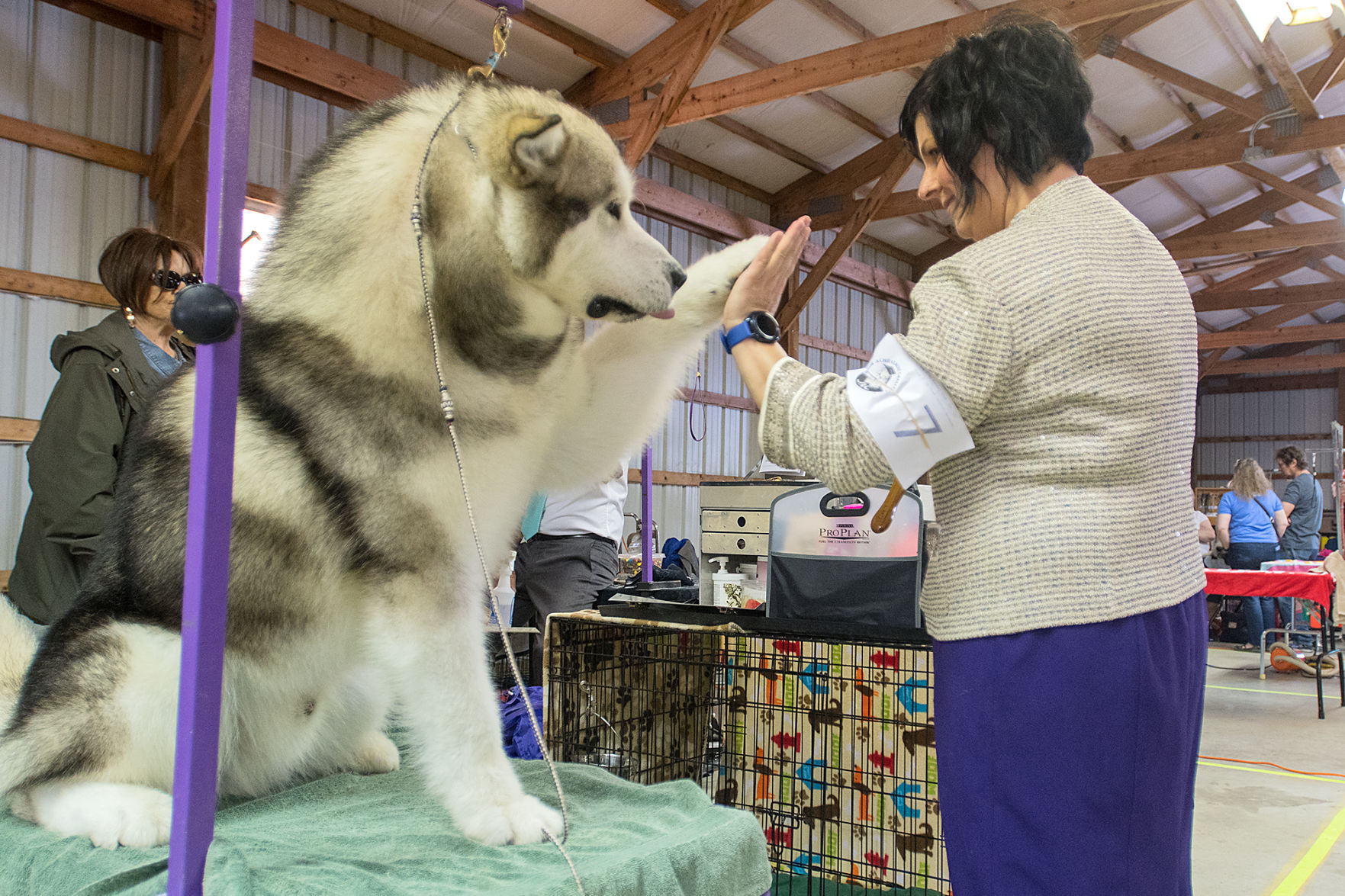 Dog Show 3